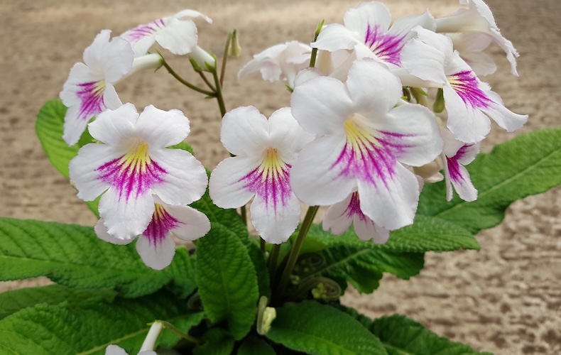 Streptocarpus 'Myfanwy'