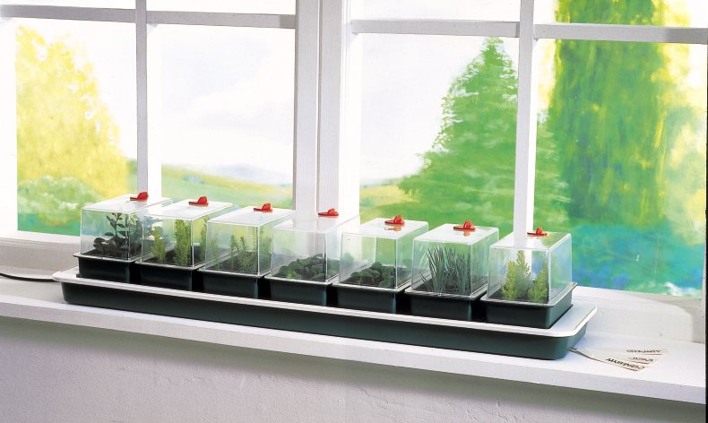 sowing seeds into cells