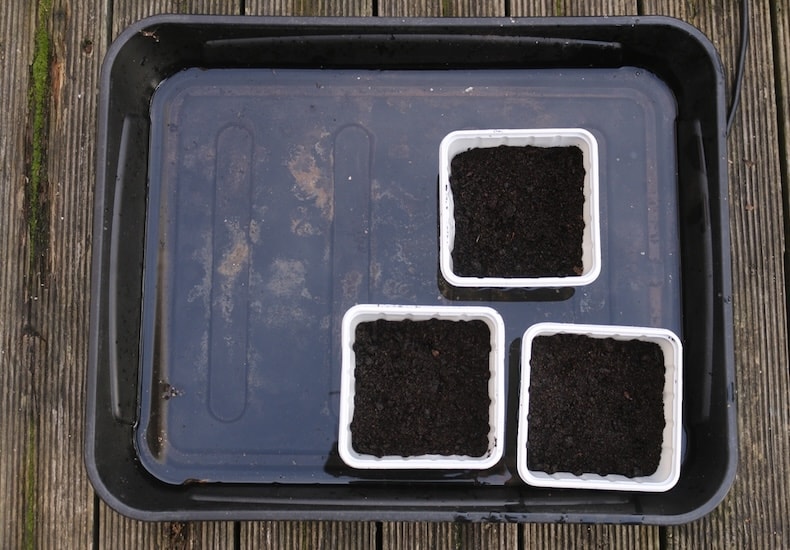 Three seed pots in submerged seed trays