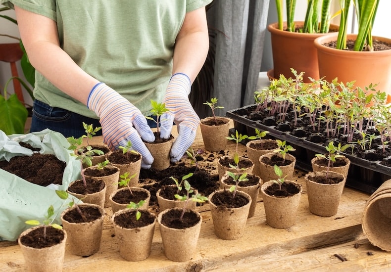 Transplanting seedlings in individual pots