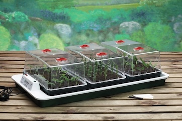 weaning seedlings