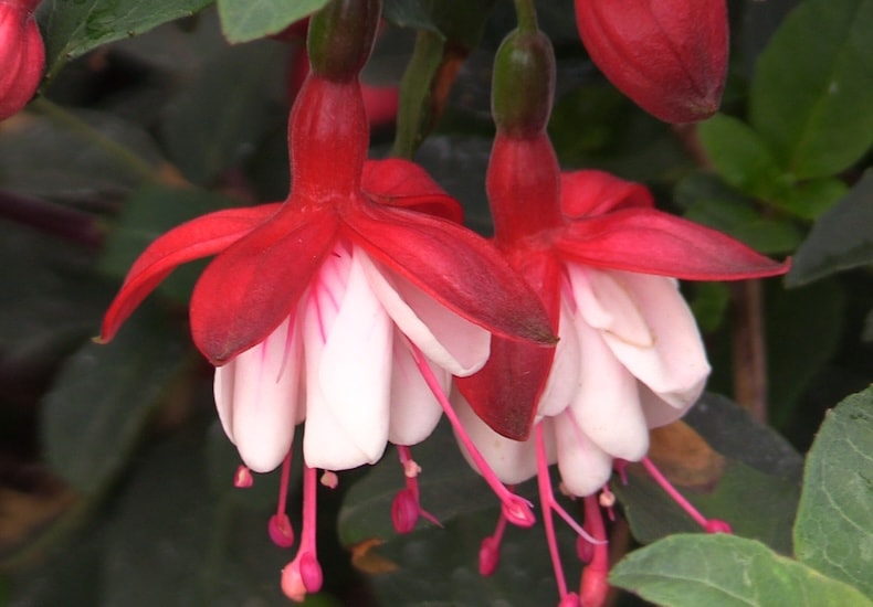 White and pink fuchsias