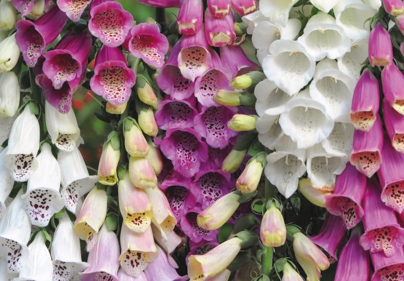 digitalis foxglove dalmation mixed