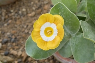 auricula