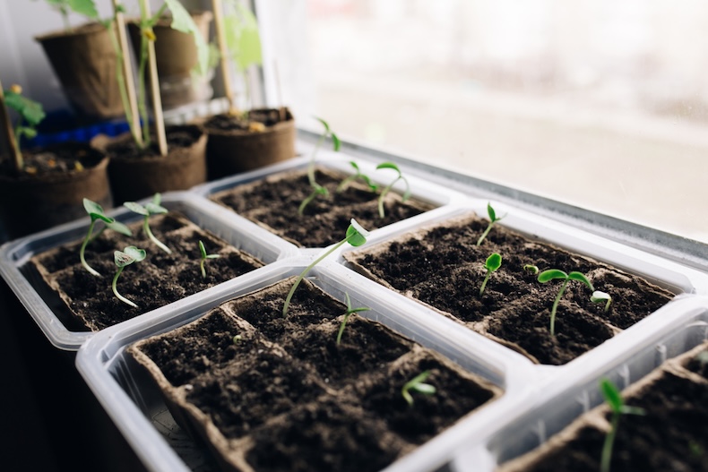 seedlings bending towards the light