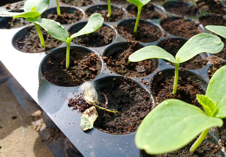 Mouldy seedling in tray