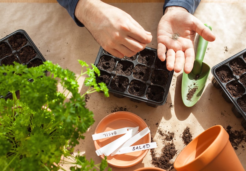 Person holding seeds next to seed trays