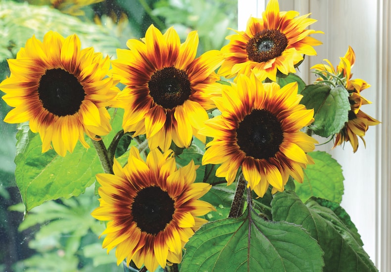 Sunflowers in pot