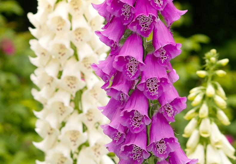 White and purple foxgloves