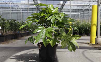 Fatsia japonica from T&M