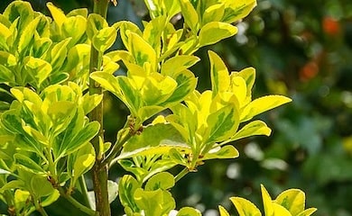 Green yellow Euonymus leaves