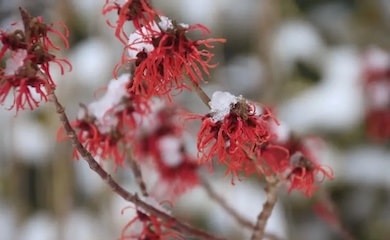 Red flowers covered in snow