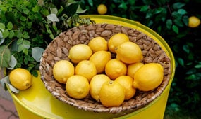 Top 10 Fruits for Small Gardens, Patios and Pots