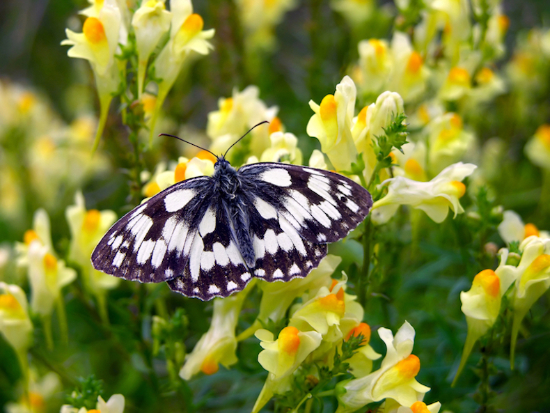 How To Sow Wild Flower Seeds 2022 