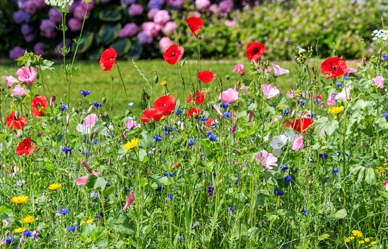 How To Sow Wild Flower Seeds 2022 