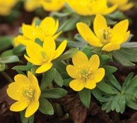 Winter aconite