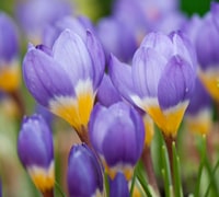 Crocus