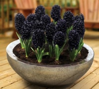 Hyacinth