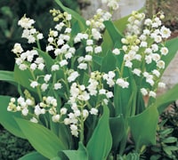 Lily of the Valley