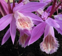 Pleione