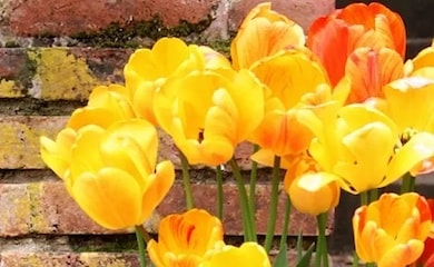 Yellow tulip bulbs