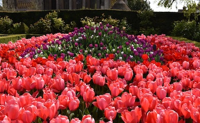 Tulip display in Arundel Castle's tulip festival