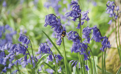 English bluebells from T&M