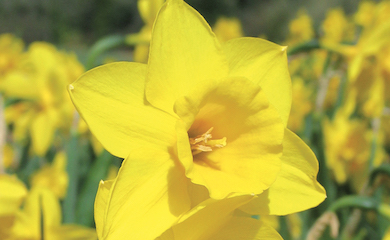Narcissus 'Rosemoor Gold' from T&M