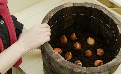 Planting bulbs in a container