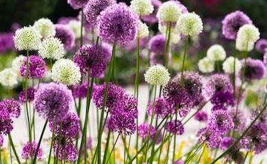 Purple and white alliums