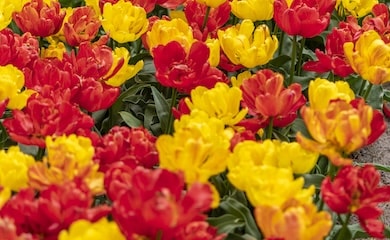 Tulip 'Baby Blend' from Thompson & Morgan