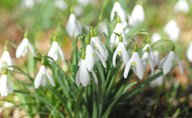Snowdrop (Single-flowered) from T&M