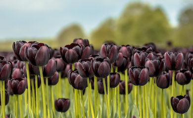 Tulip 'Black Satin' from Thompson & Morgan