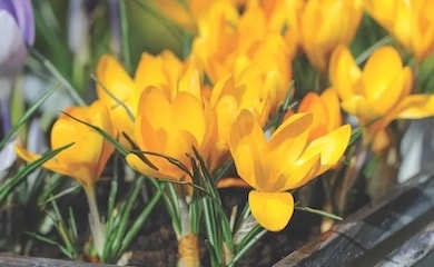 Yellow crocus bulbs in container