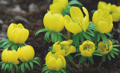 Winter Aconite from T&M