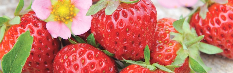 Strawberry 'Just Add Creamâ¢' from Thompson & Morgan