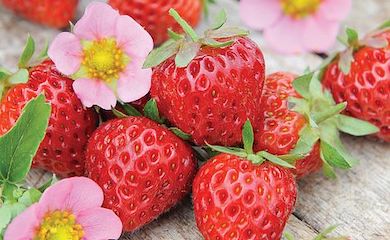 Strawberry 'Just Add Creamâ from Thompson & Morgan
