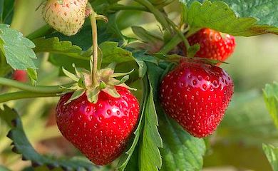 Strawberry âCambridge Favouriteâ from Thompson & Morgan