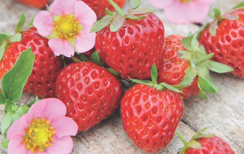 Strawberry 'Just Add Cream' from Thompson & Morgan