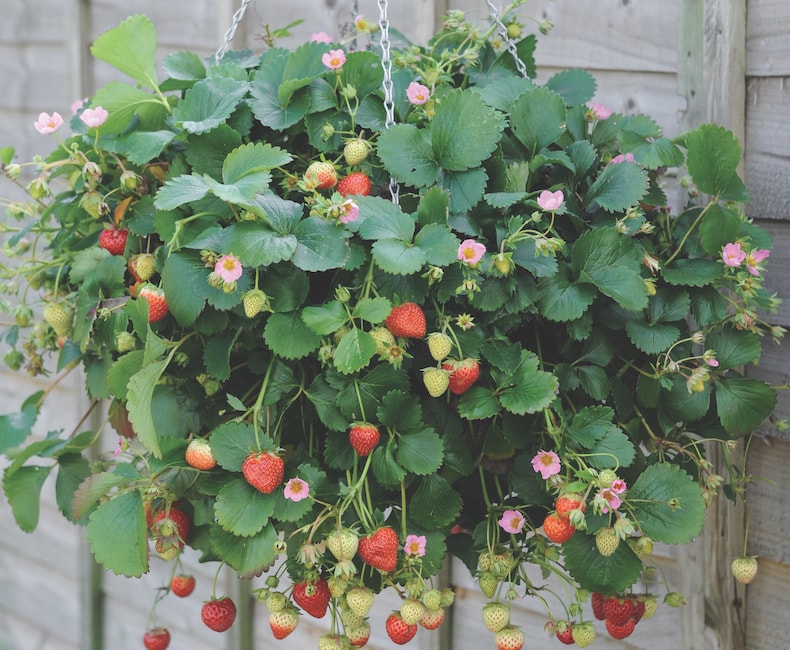 Strawberry 'Just Add Cream' hanging basket