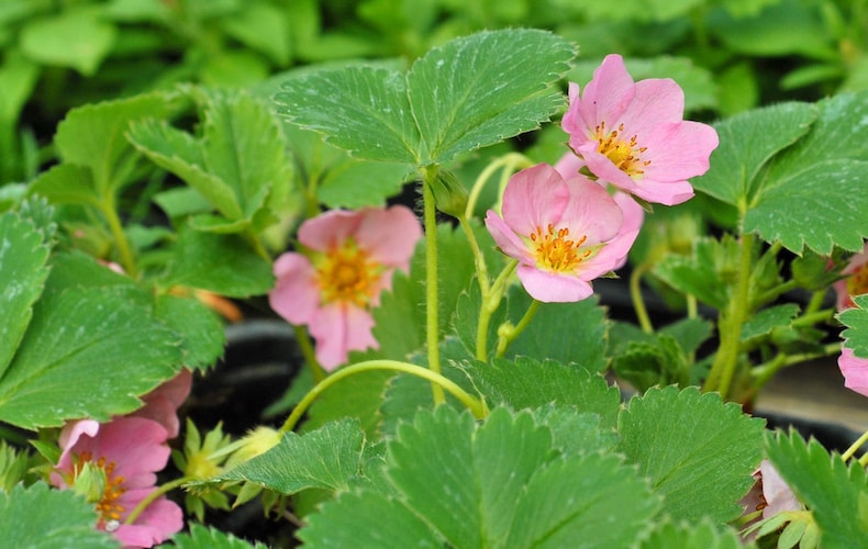 Pink flowers of strawberry plants from Thompson & Morgan