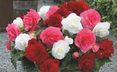 Begonia 'Non-Stop Berries & Cream' from Thompson & Morgan
