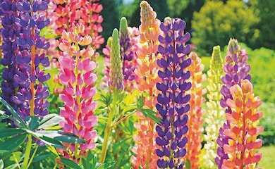 Lupin 'Russell Hybrids Mixed' from Thompson & Morgan