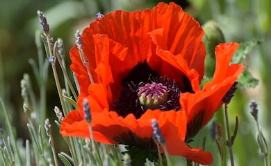 Poppy 'Beauty of Livermere' from Thompson & Morgan