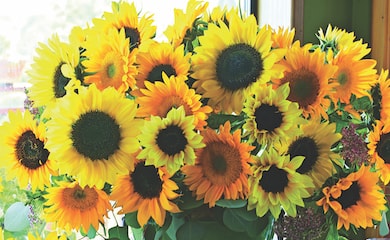Sunflower 'Van Gogh' from Thompson & Morgan