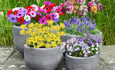 Summer flowering bulbs in grey container