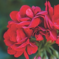 Geranium 'Red Sybil' from Thompson & Morgan