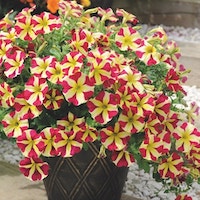 Petunia 'Amore™ Queen of Hearts' from Thompson & Morgan