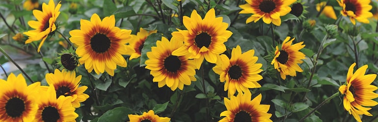 Sunflower SunBelievableâ¢ 'Brown Eyed Girl' from Thompson & Morgan