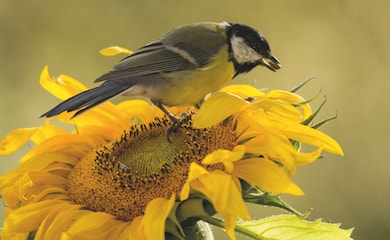 Bird eating sunflower seeds